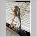 Sympetrum striolatum - Grosse Heidelibelle 02.jpg